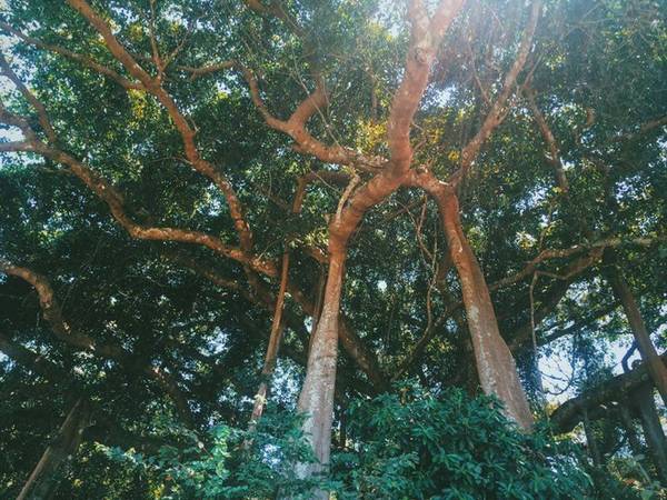 Vì có kinh nghiệm trong lần đi trước, chia sẻ của chuyến đi này cũng bổ sung nhiều chi tiết và đầy đủ về các địa điểm ăn uống, ngủ nghỉ, tham quan. Trong hình là cây đa trăm tuổi nằm ở bán đảo Sơn Trà.