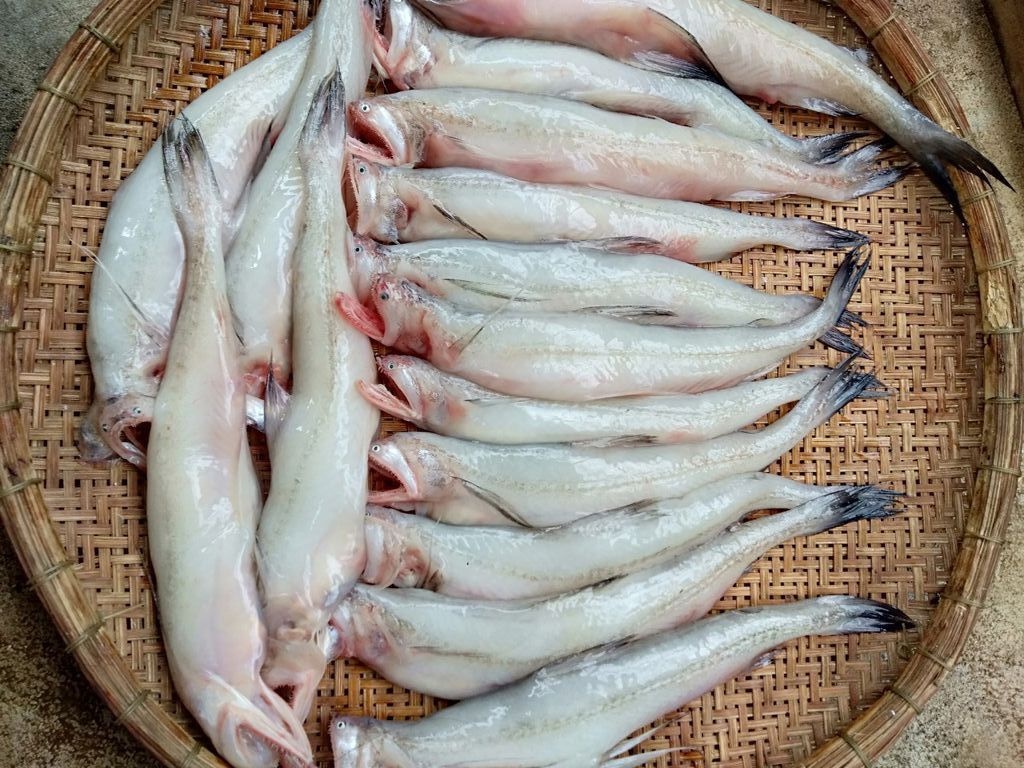 Cháo cá khoai đặc sản Trà Vinh