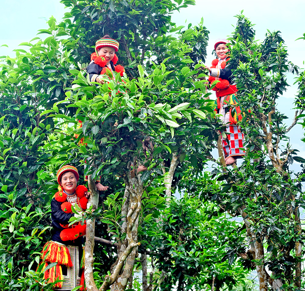 Thu hoạch trà Shan Tuyết Na Hang