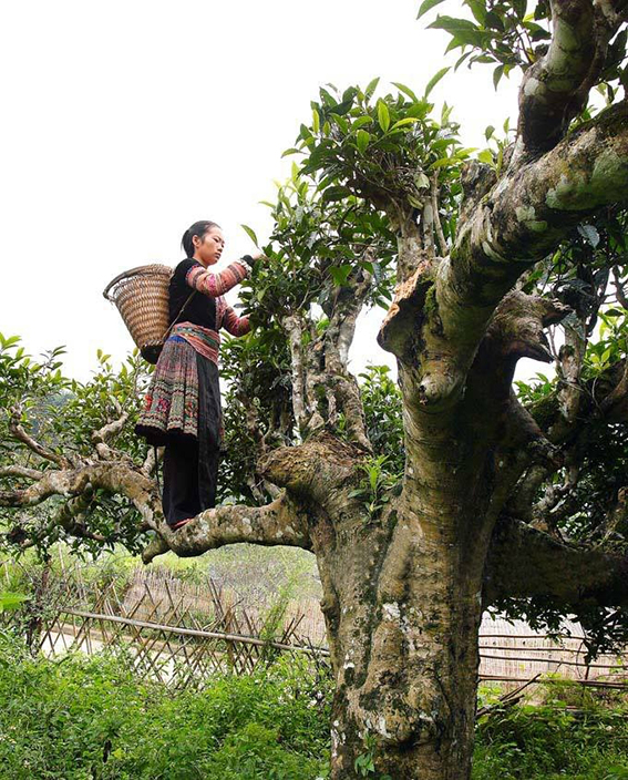 Người dân hái từng búp chè bỏ vào giỏ thu hoạch. Ảnh: tapchimoitruong.