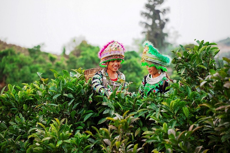 chc3a8-shan-tuye1babft-sue1bb91i-gic3a0ng-ivivu chè-Shan-Tuyết-Suối-Giàng-ivivu