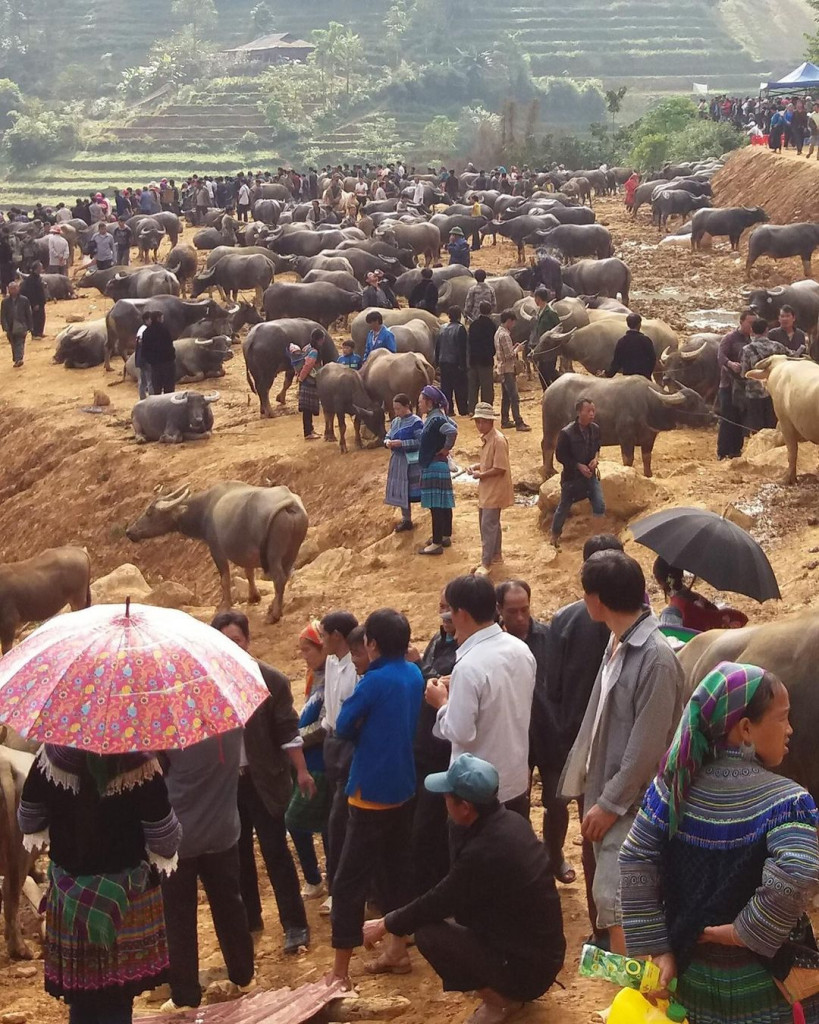 Không ngoa khi nhiều người nói rằng đây là chợ trâu lớn nhất khu vực vùng núi phía bắc