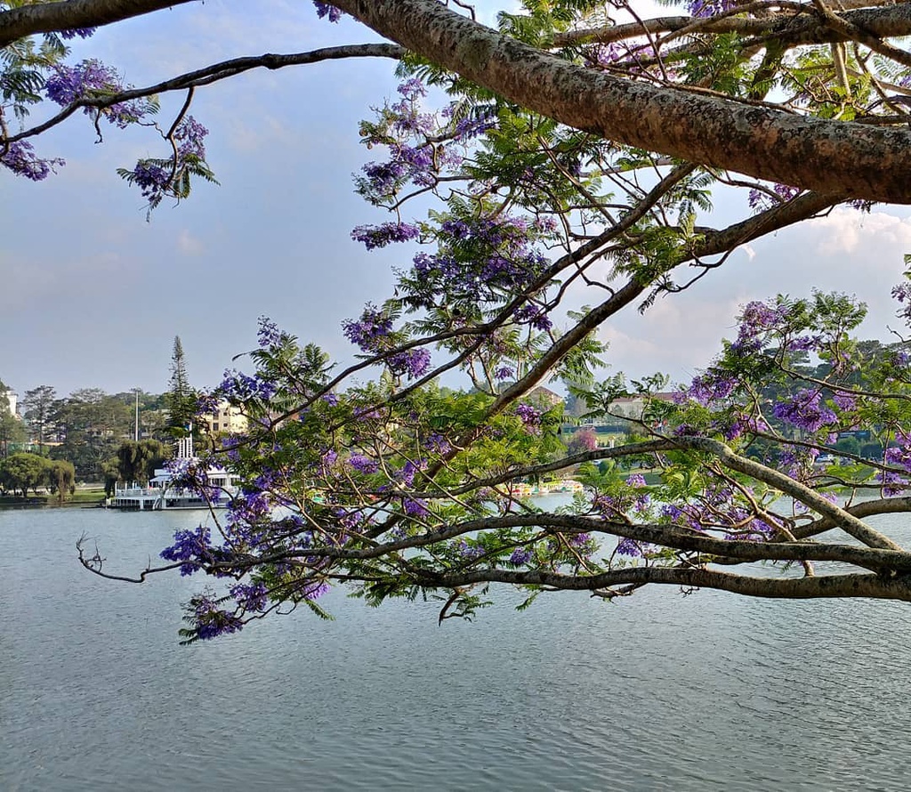Hoa phượng tím Đà Lạt nở rộ tạo khung cảnh thơ mộng Hoa phượng tím Đà Lạt nở rộ tạo khung cảnh thơ mộng