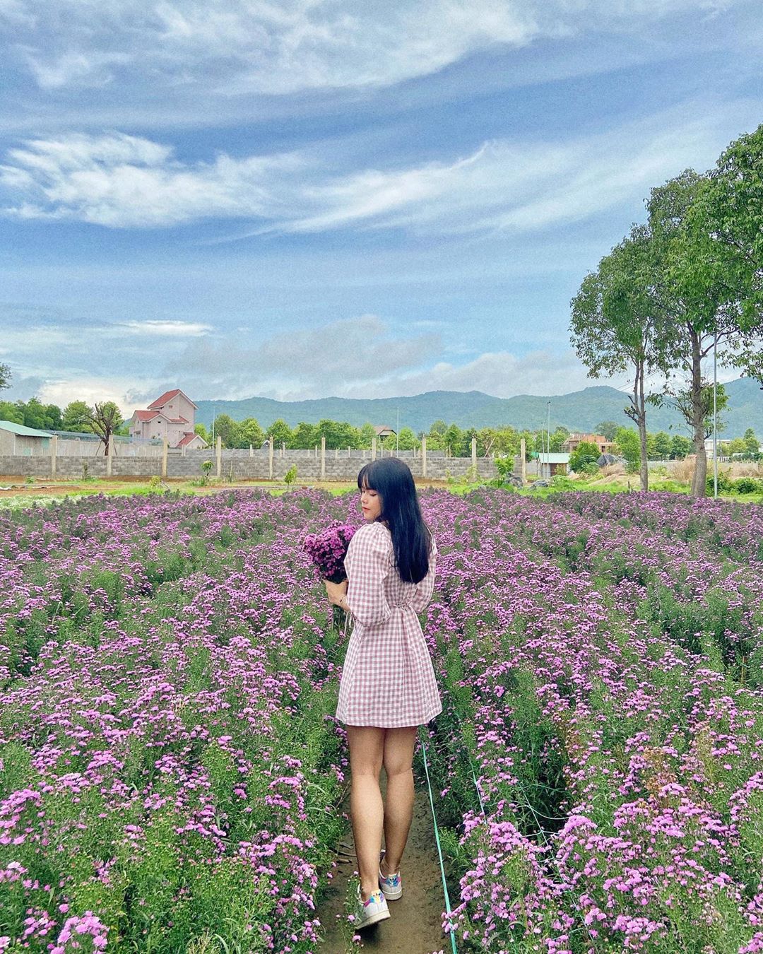 Hoa thạch thảo tím Vũng Tàu chụp ảnh đẹp