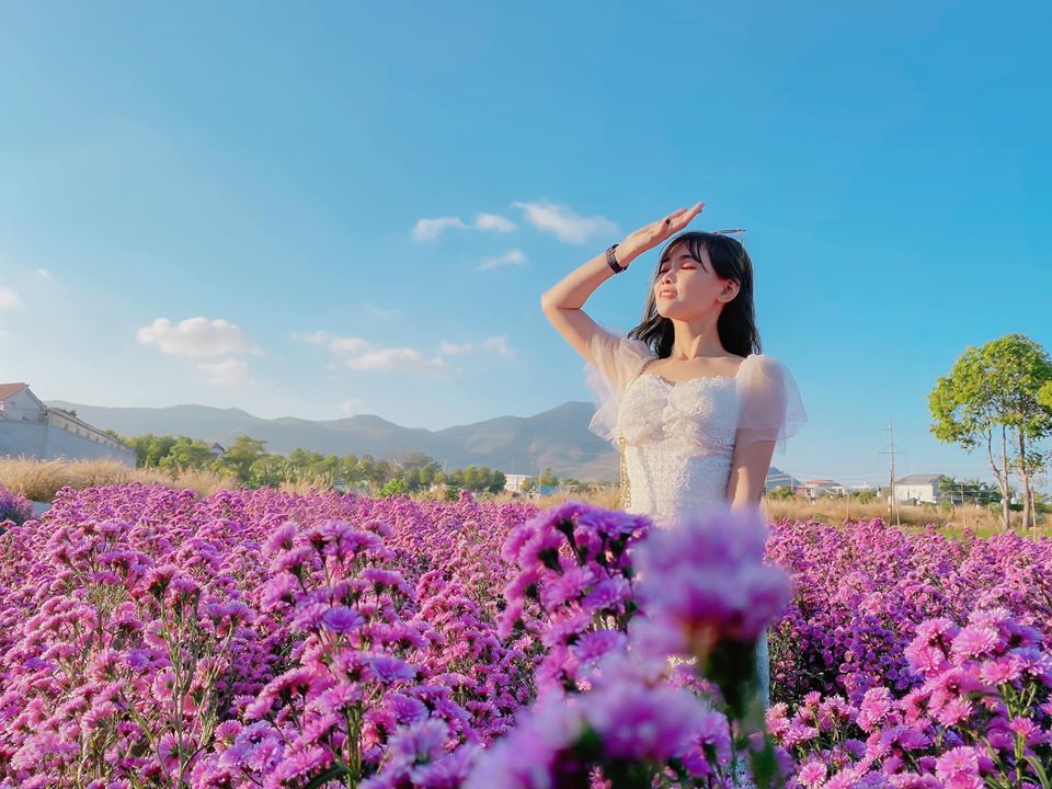 Vườn hoa thạch thảo tím Vũng Tàu chụp ảnh cưới