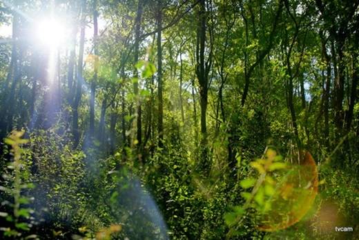 Đặc biệt không thể bỏ qua trải nghiệm đi bộ trekking xuyên những tuyến tham quan phổ biến như vườn thực vật, đồi Tượng, Bàu Sấu, Hang Dơi, Đồi Đá Trắng - Nhà Dài. (Nguồn: Internet)