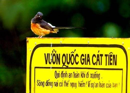 Không khó để đến được vườn quốc gia Nam Cát Tiên. Từ Sài Gòn đến đây mất khoảng 4 tiếng, bạn chỉ cần đi theo Quốc lộ 1 tới ngã ba Dầu Giây, đi tiếp theo đường Quốc lộ 20, qua huyện Định Quán rồi sẽ đến được địa phận huyện Tân Phú. (Nguồn: Internet)