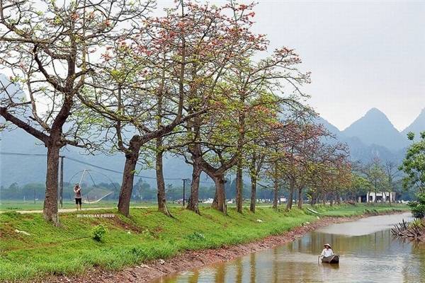 Đường hoa gạo ở Hà Nội tại thôn Đoan Nữ Đường hoa gạo ở Hà Nội tại thôn Đoan Nữ