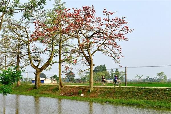 Thôn Đoan Nữ điểm chụp ảnh hoa gạo ở Hà Nội tuyệt đẹp Thôn Đoan Nữ điểm chụp ảnh hoa gạo ở Hà Nội tuyệt đẹp