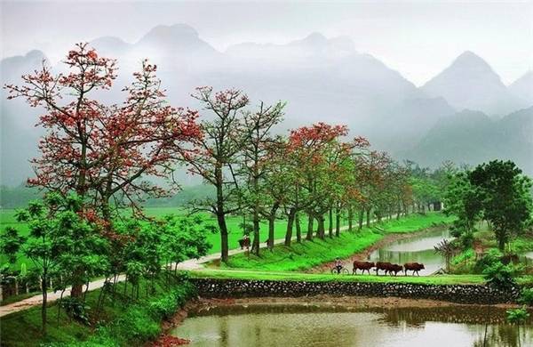 Mùa hoa gạo ven sông mang lại cảm giác bình yên của làng quê Bắc Bộ Mùa hoa gạo ven sông mang lại cảm giác bình yên của làng quê Bắc Bộ