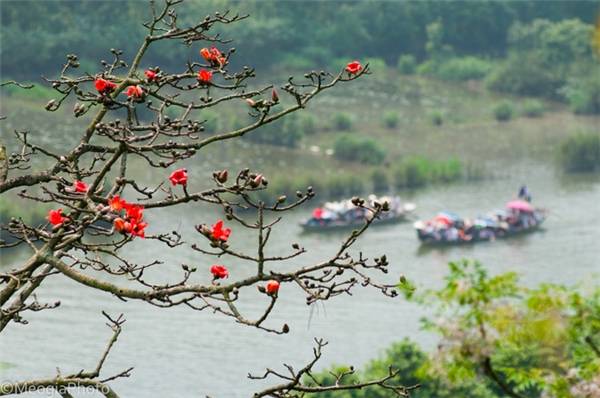 Sắc đỏ hoa gạo ở Hà Nội nhuộm thắm núi rừng Chùa Hương Sắc đỏ hoa gạo ở Hà Nội nhuộm thắm núi rừng Chùa Hương