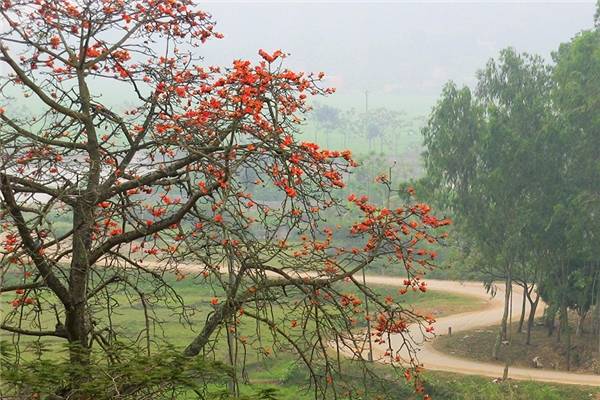 Cảnh sắc thanh tịnh nhuộm đỏ màu hoa gạo tại Chùa Trầm Cảnh sắc thanh tịnh nhuộm đỏ màu hoa gạo tại Chùa Trầm