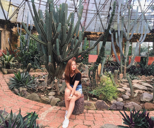 Các giống xương rồng đa dạng ở vườn xương rồng Ba Vì