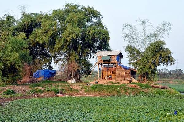 Khung cảnh yên bình bên bờ sông Đáy nhìn từ cầu Mai Lĩnh Hà Đông