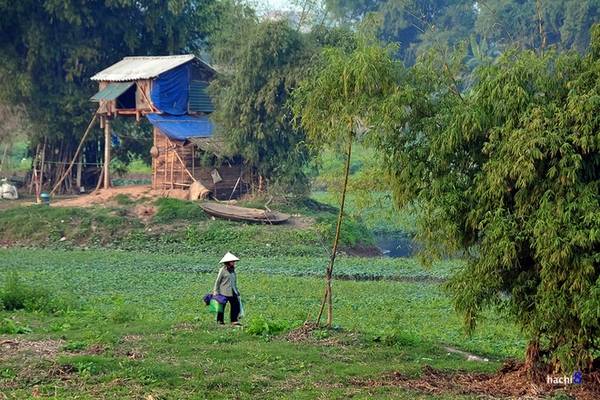 Khung cảnh làng quê thanh bình yên ả bên bờ sông Đáy