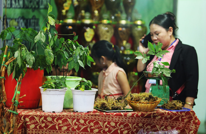 Sâm được người dân trưng bày tại các gian hàng để khách chọn lựa