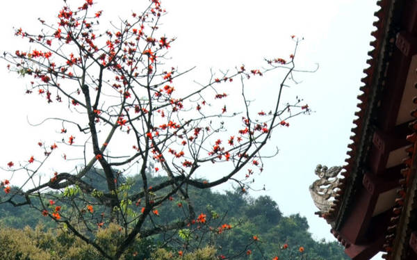 Hoa gạo khoe sắc bên mái hiên cổ kính của chùa Thiên Trù