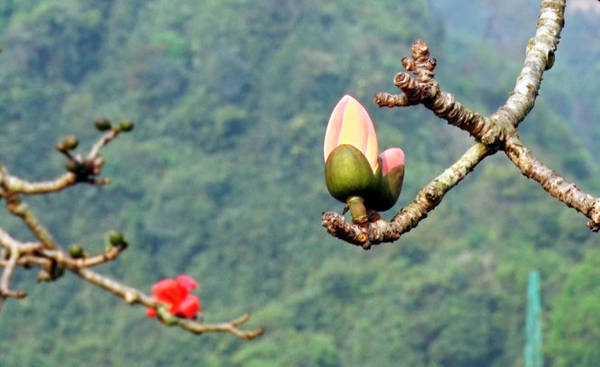 Sắc đỏ đặc trưng của chùa Hương mùa hoa gạo