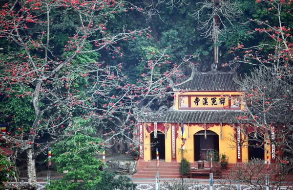 Sắc đỏ hoa gạo bao phủ không gian thanh tịnh trước chùa Giải Oan