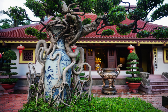 Những cây cảnh bonsai độc đáo khi được tạo hình trong chiếc bình gốm.