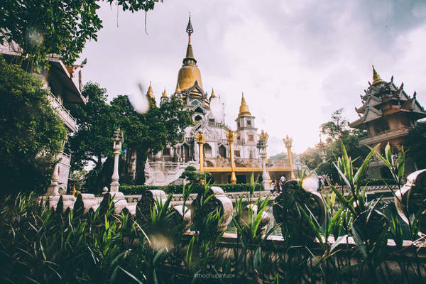 Sau cơn mưa, những ngọn cây trở nên óng ánh, tràn đầy nhựa sống.