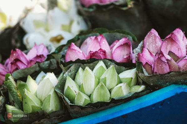 Sắc hoa Hà Nội tháng 6 thanh khiết thanh tao trên gánh xe rong Sắc hoa Hà Nội tháng 6 thanh khiết thanh tao trên gánh xe rong