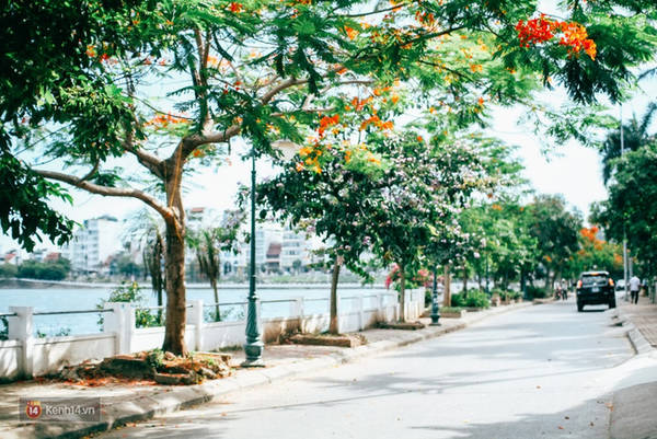 Sắc phượng vĩ đỏ thắp sáng mùa hoa Hà Nội tháng 6 Sắc phượng vĩ đỏ thắp sáng mùa hoa Hà Nội tháng 6