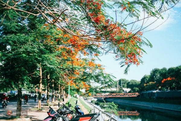 Hàng phượng vĩ nở rộ ven đường Hàng phượng vĩ nở rộ ven đường