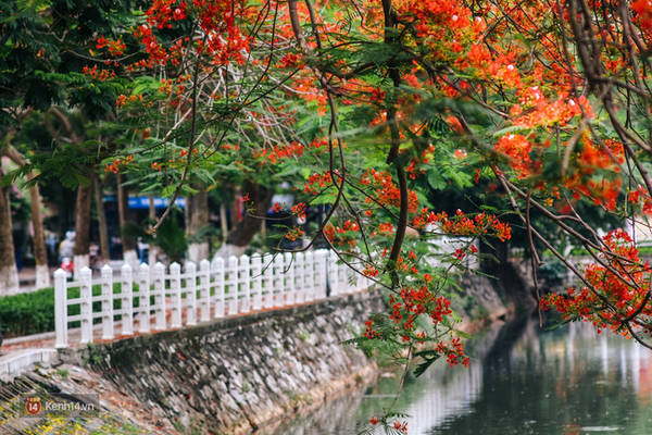 Sắc hoa phượng đỏ bừng lên đầy sức sống Sắc hoa phượng đỏ bừng lên đầy sức sống