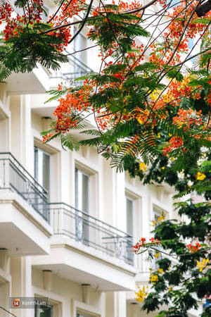 Sắc đỏ lãng mạn tô điểm phố phường thủ đô Sắc đỏ lãng mạn tô điểm phố phường thủ đô