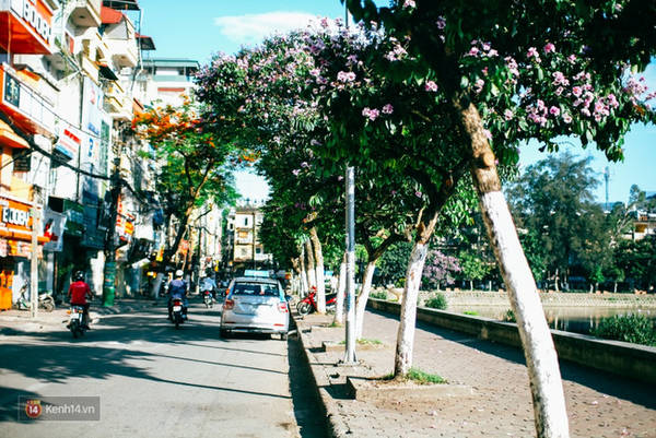 Sắc tím bằng lăng tạo nên nét thơ mộng cho hoa Hà Nội tháng 6 Sắc tím bằng lăng tạo nên nét thơ mộng cho hoa Hà Nội tháng 6