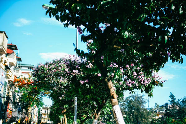 Hàng bằng lăng tím ngắt dưới nắng hè Hàng bằng lăng tím ngắt dưới nắng hè