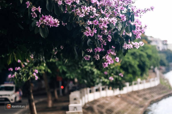 Sắc tím thơ mộng của bằng lăng Hà Nội Sắc tím thơ mộng của bằng lăng Hà Nội