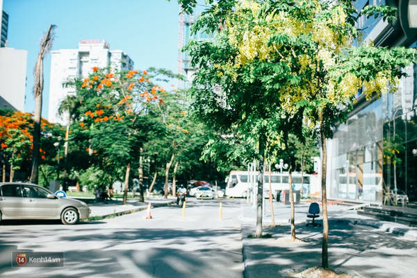 Sắc vàng rực rỡ của muồng hoàng yến tại Hà Nội Sắc vàng rực rỡ của muồng hoàng yến tại Hà Nội