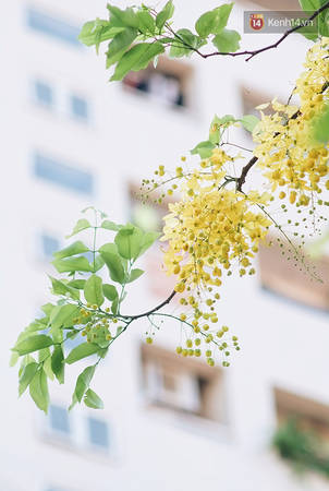 Những chùm muồng hoàng yến rủ xuống rực rỡ Những chùm muồng hoàng yến rủ xuống rực rỡ