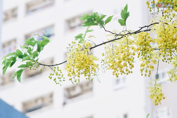 Muồng hoàng yến nhuộm vàng cả góc phố Muồng hoàng yến nhuộm vàng cả góc phố