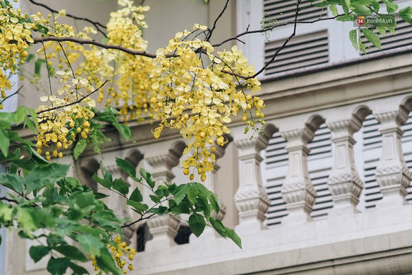 Vẻ đẹp kiêu sa của muồng hoàng yến ngày hè Vẻ đẹp kiêu sa của muồng hoàng yến ngày hè