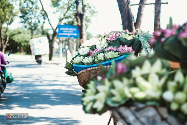 Những đóa sen hồng e ấp đón nắng mai Những đóa sen hồng e ấp đón nắng mai