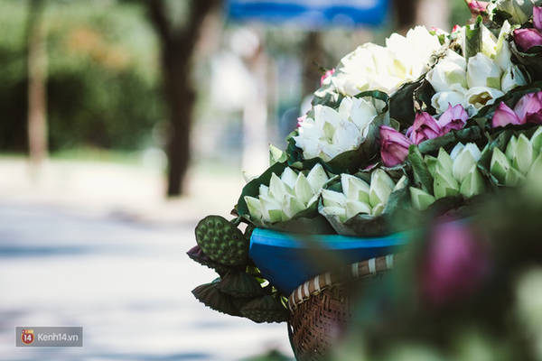 Búp sen hồng rực rỡ đón mùa hè sang Búp sen hồng rực rỡ đón mùa hè sang