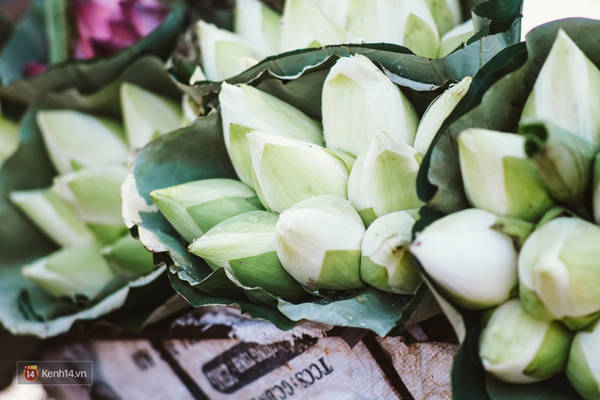 Những bó hoa sen rực rỡ tô điểm phố phường Những bó hoa sen rực rỡ tô điểm phố phường