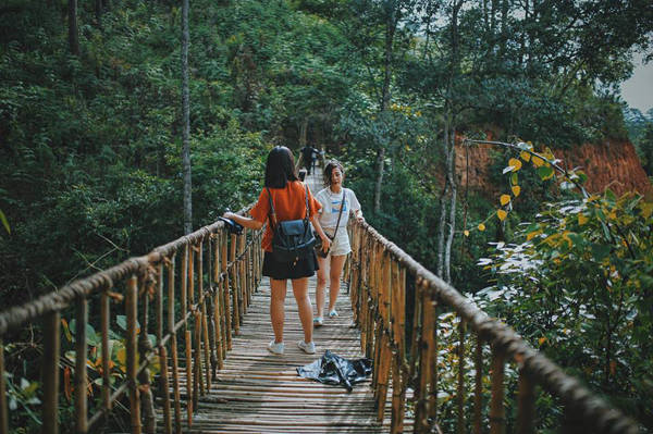 Rừng thông Đà Lạt xanh mướt trải dài
