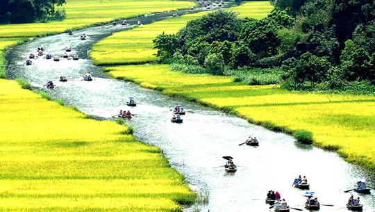 Cảnh Ninh Bình mùa lúa chín trong tour du lịch Ninh Bình Hạ Long