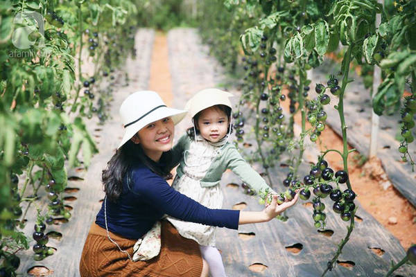 Chi tiết vườn rau làng nông nghiệp Hồ Xuân Hương