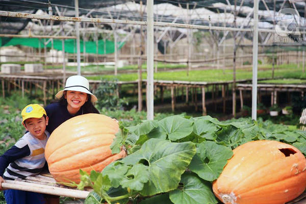 Trái bí khổng lồ tại làng nông nghiệp Hồ Xuân Hương Đà Lạt