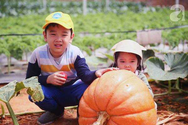 Trẻ em khám phá vườn bí đỏ làng nông nghiệp Hồ Xuân Hương