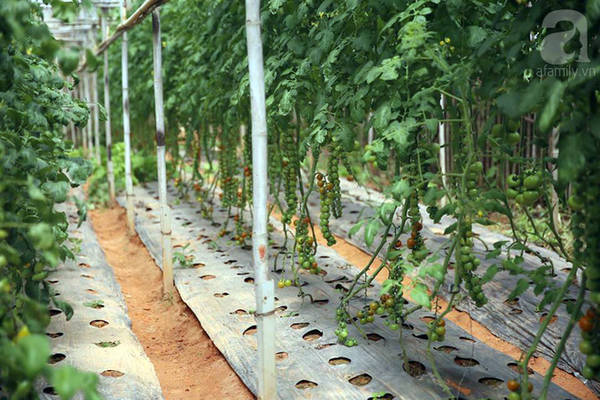 Cà chua tím độc đáo tại làng nông nghiệp Hồ Xuân Hương