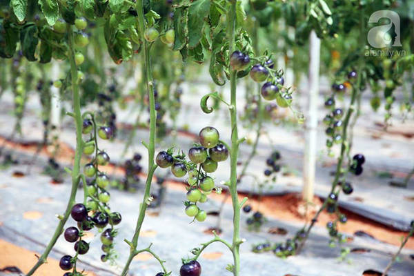 Ruộng cà chua tại làng nông nghiệp Hồ Xuân Hương Đà Lạt