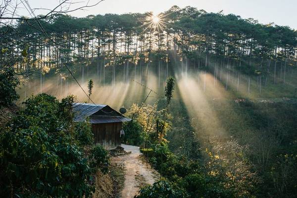 Hàng thông và thác nước trong chuyến phiêu du Đà Lạt khiến lữ khách si tình