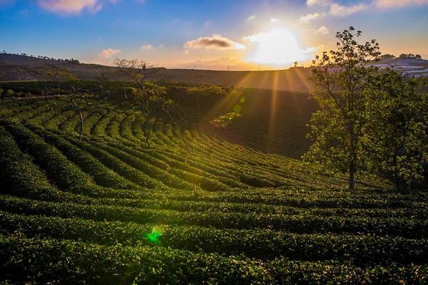 Vẻ đẹp tinh khôi của Đà Lạt trong chuyến phiêu du khiến lữ khách say đắm