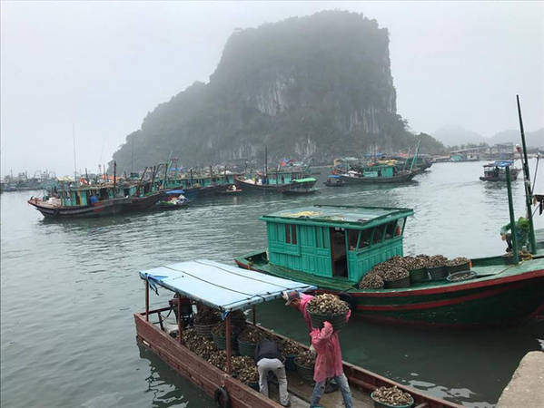 Cuộc sống giản dị của người dân chài ở Vân Đồn